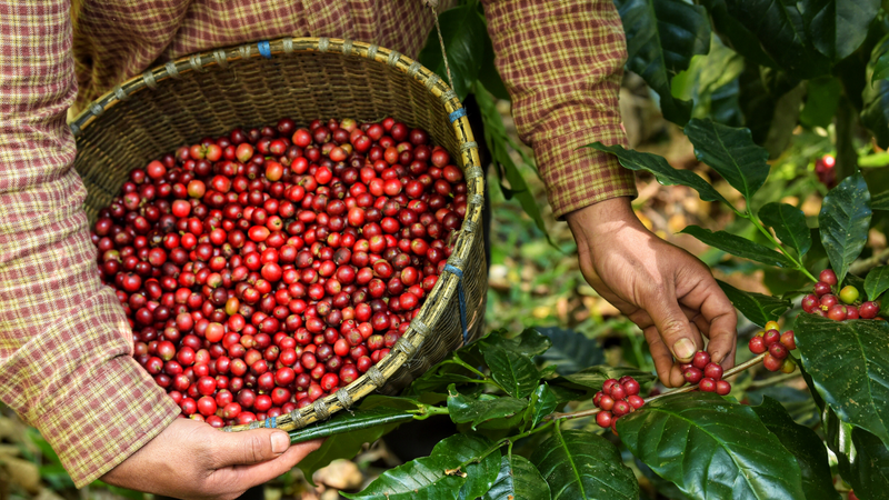 Hands picking ripe coffee cherries into a woven basket